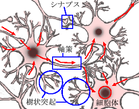 \includegraphics[scale=0.7]{nyuronzu.eps}